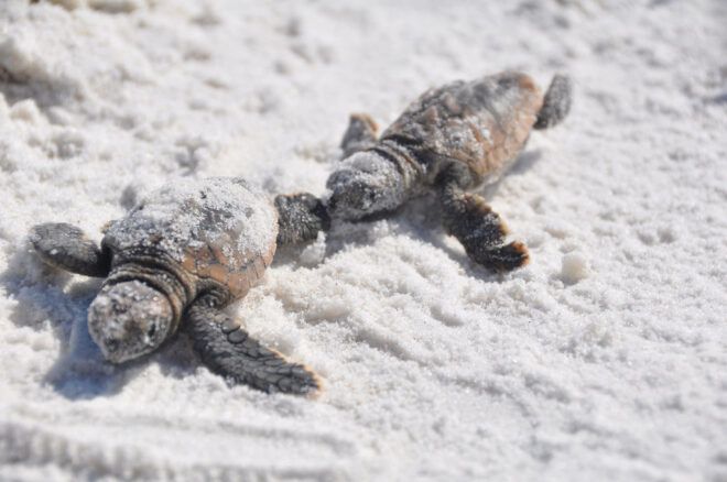 two baby sea turtles on sand
