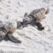 two baby sea turtles on sand