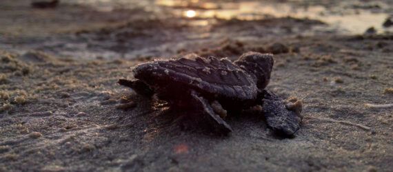 baby sea turtle on sand heading toward water
