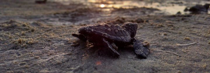 baby sea turtle on sand heading toward water