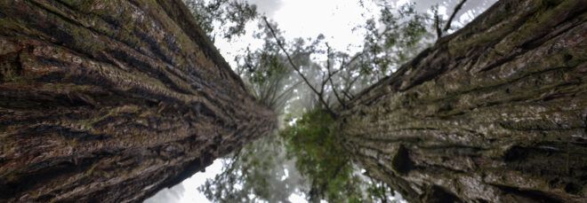 worm's eye view of giant sequoia trees