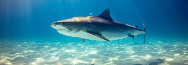 shark swimming in ocean