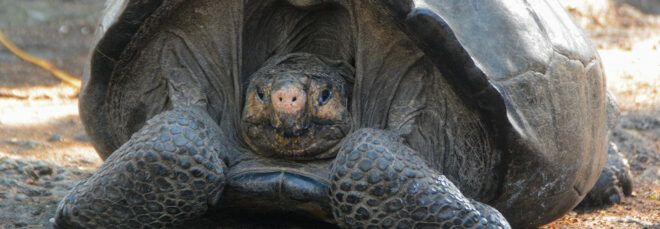 Fernandina Giant Tortoise with head slightly poking out of shell