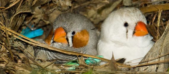 Nesting zebra finches at the aviery in London Butterfly House in Syon Park