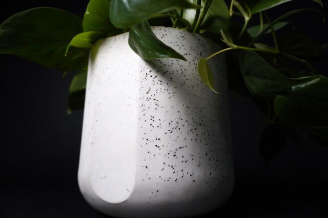 A leafy green plant inside a black and white speckled pot.