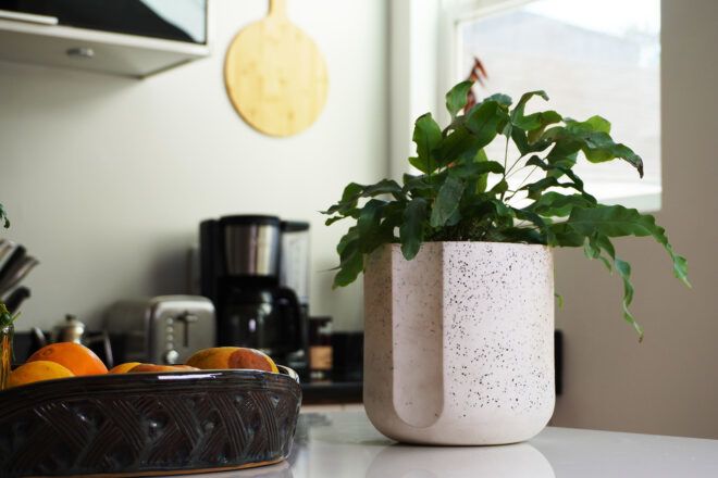 A green plant inside a black and white speckled pot on a kitchen counter.