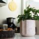 A green plant inside a black and white speckled pot on a kitchen counter.