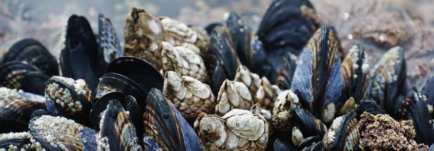 A bed of mussels on the coast.