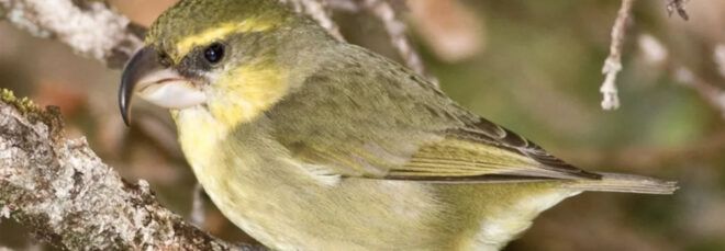 A brown and yellow bird.