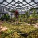An indoor greenhouse-type building with glass walls and ceiling. The building is full of greenery.