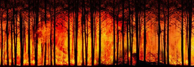 A fire raging in a forest.