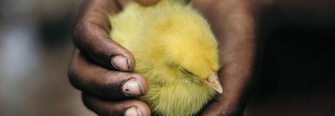 A pair of hands holding a baby chick.