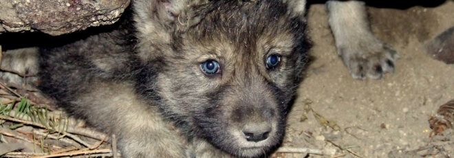 A gray wolf pup emerging from a den.