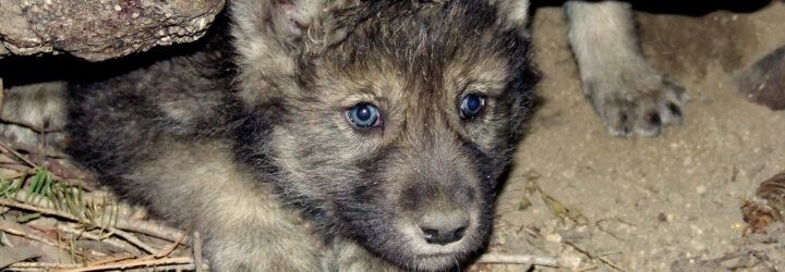 A gray wolf pup emerging from a den.