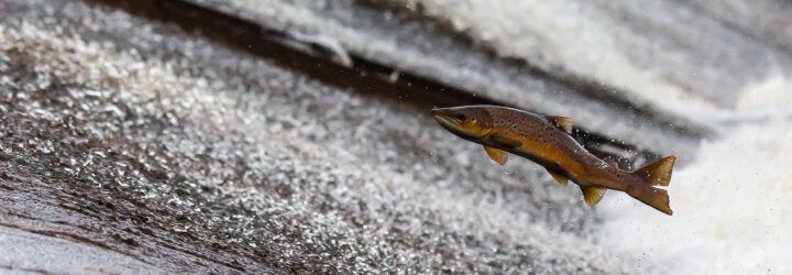 A salmon jumping from right to left in a river.