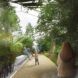 rendering of pedestrian path flanked by dense tropical trees