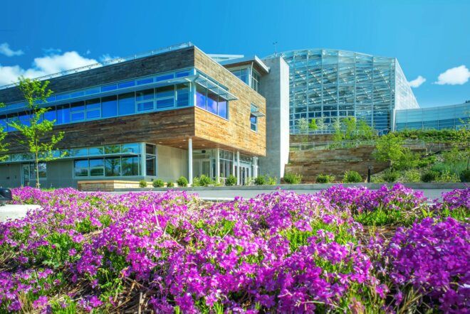 purple flowers in front of brown brick and glass building
