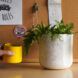 A plant inside a black and white speckled pot. To the left, a hand is holding a small yellow mug.