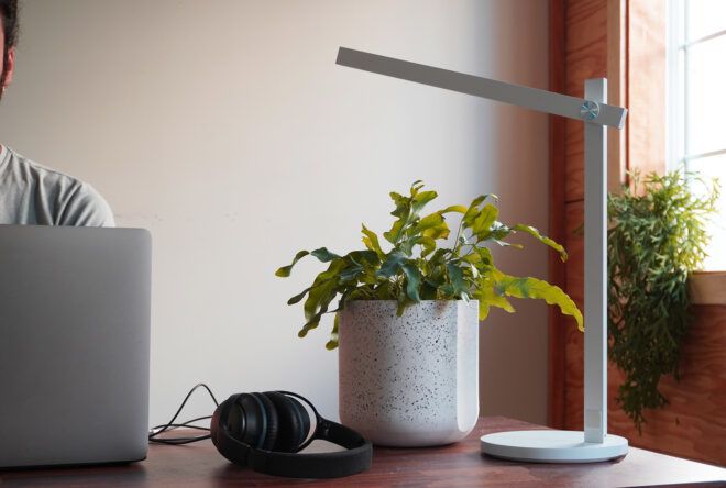 A green plant inside a black and white speckled pot on a desktop.