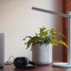 A green plant inside a black and white speckled pot on a desktop.
