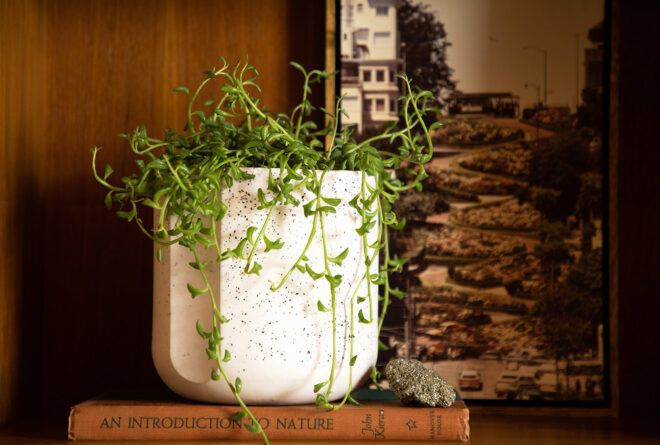 A green succulent plant inside a black and white speckled pot.