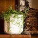 A green succulent plant inside a black and white speckled pot.