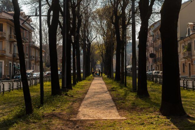 people lying pathway between rows of trees