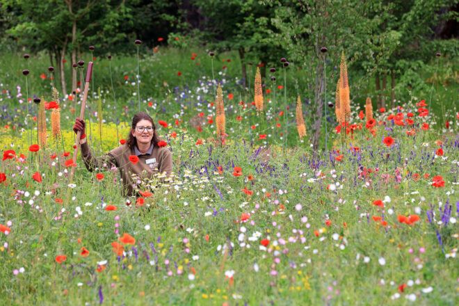 Heather Cooke - team leader, sitting in a field of flowers, making final preparations to the Wildlife Garden at RHS Hilltop.