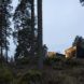 black cabins in forest