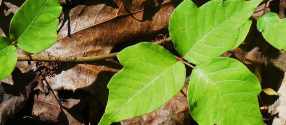 A cluster of poison ivy among dead leaves.