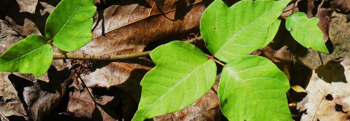 A cluster of poison ivy among dead leaves.