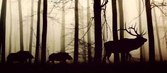 A deer and two smaller animals walking through a forest.
