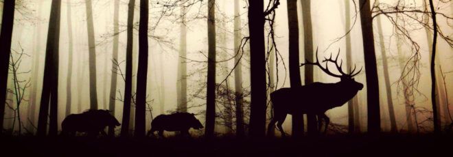 A deer and two smaller animals walking through a forest.