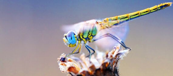 A dragonfly perched on a flower.