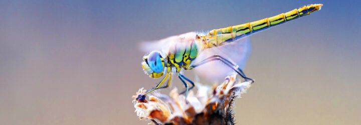 A dragonfly perched on a flower.