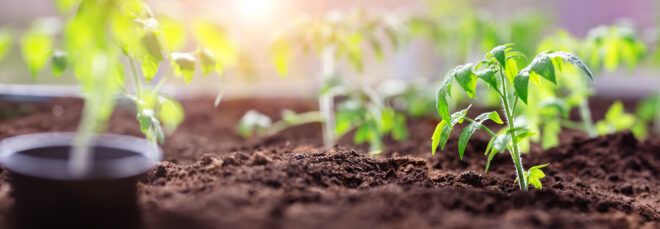 plant sprouts growing in soil