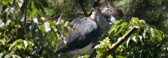 Harpy eagle on branch in trees