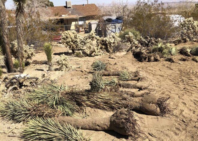 Uprooted Joshua trees in a desert neighborhood.