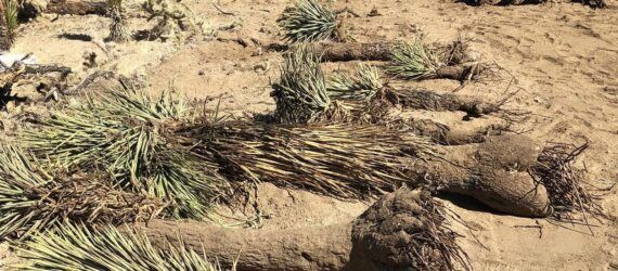 Uprooted Joshua trees in a desert.