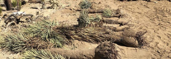 Uprooted Joshua trees in a desert.