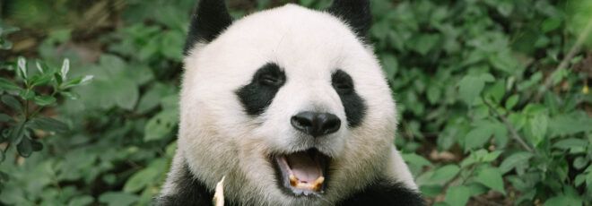 A panda eating bamboo.