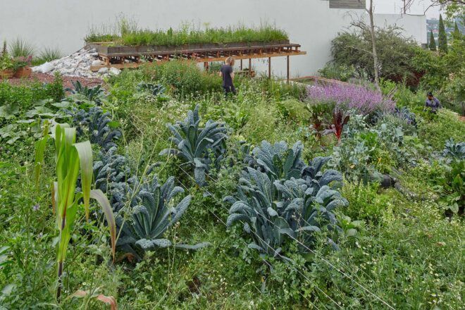 Plants growing in a garden.