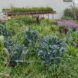 Plants growing in a garden.