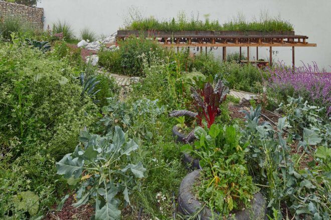 Plants growing in a garden.