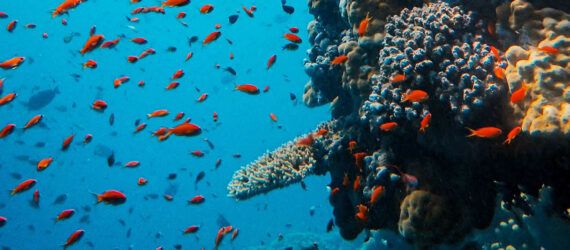 Orange fish swim around a reef underwater.