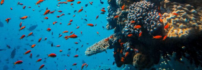 Orange fish swim around a reef underwater.
