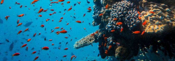 Orange fish swim around a reef underwater.