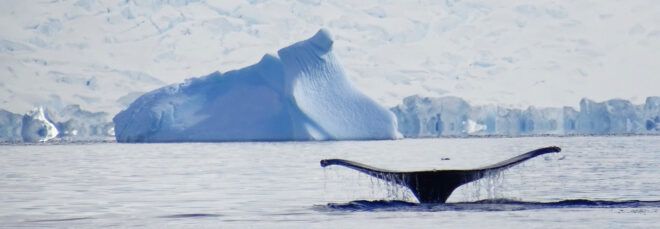 A whale tale emerging from water, with ice in the background.