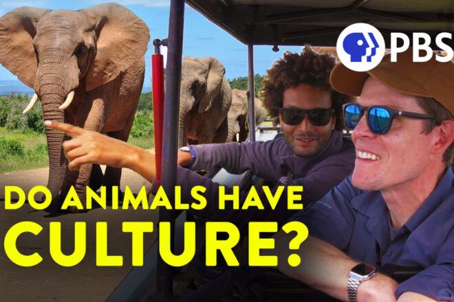 Two people sitting in a vehicle and pointing to elephants outside. Overlay text shows the PBS logo and "Do animals have culture?"