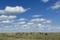A praire full of what appear to be bison.